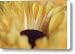 Lemon Drop Canvas Print / Canvas Art - Artist Shelley Neff