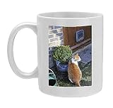 Photo Mug of JD-20867 CAT. Cat sitting by a plant pot outside its cat flap from Ardea