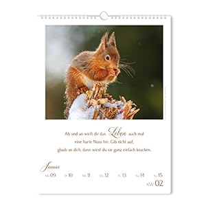 LebensWeisheiten 2017: 52 Wochen voller LebensWeisheiten, Wandkalender