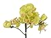 House of Silk Flowers Artificial 17-Inch Phalaenopsis Orchid, Mini, Green