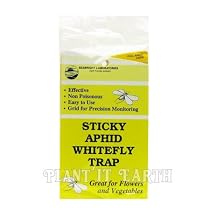 Yellow Sticky Trap - 15 pack