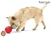 Pet Supplies : Buster FUN Food Cube- Active Dog Toy Treat Dispenser