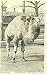 Dromedary Philadelphia Zoo Postcard