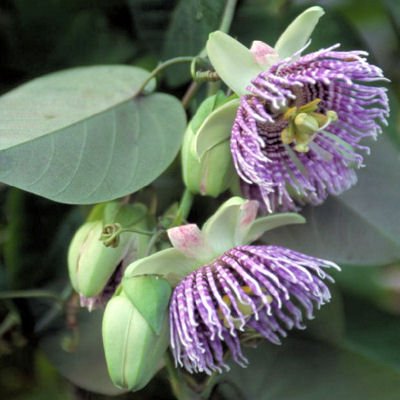 SWEET GRENADILLA PASSIFLORA LIGULARIS 10 seeds SWEET GRENADILLA PASSIFLORA LIGULARIS 10 seeds