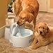 Drinkwell Big Dog Fountain - Improvements