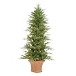 Potted Fraiser Tree - 6'