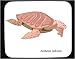 Decorated Mouse Pad with dinosaur, tortoise, amphibian, turtle