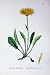 Botany Plants C1902 Marygold Flowered Hawkweed Colour