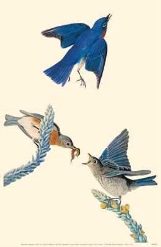 "Eastern Bluebird"