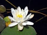 Juno White Water Lily Nymphaea 10 Seeds