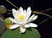 Juno White Water Lily Nymphaea 10 Seeds
