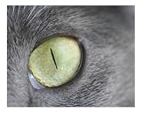 Giant Cat Eye Stretched Canvas Poster Print