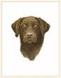 Fiddlers Elbow Chocolate Lab Blank Box Note Cards