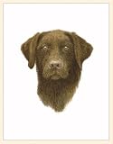 Fiddlers Elbow Chocolate Lab Blank Box Note Cards