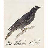 The Black Bird (Print On Demand)