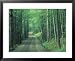 Gravel Road Through Maple Grove, Green Mountains, Vermont, USA Framed Art Poster Print by Darrell Gulin, 31x25