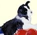 Stuffed Border Collie