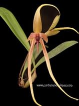 Bulbophyllum echinolabium