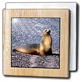 Sea Lion - 6 Inch Tile Napkin Holder
