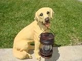 Yellow Labrador Dog with Solar Lantern 41Ogm1UCjEL. SL160 Yellow Labrador Dog with Solar Lantern