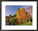 Acer Trees in Autumn, Sheffield Park, Sussex, England, United Kingdom Places Framed Art Poster Print by Michael Busselle, 22x18