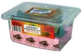 Cricket Breeding Kit
