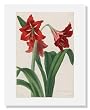 Barbara Cotton, Hybrid Amaryllis Regina vittata