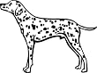 Dalmatiner, Dalmatian, 20cm Aufkleber