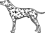 Dalmatiner, Dalmatian, 20cm Aufkleber