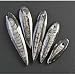 Fossil Nautiloids (polished)