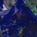 Grow Your Secret Garden Aquilegia Yabeana