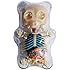 4D Master Gummi Bear Skeleton Anatomy Model Kit, Clear