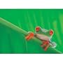(24x36) Red Eyed Tree Frog (On Leaf) Art Poster Print