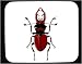 Mouse Pad with beetle