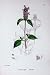 Botany Plants C1902 Self-Heal Prunella Vulgaris Flower