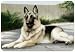 German Shepherd Doggie Placemat