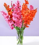 Sunrise Gladiolus