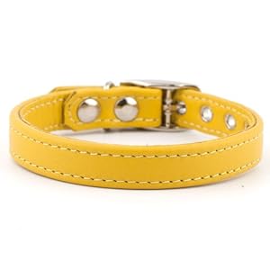 pet supplies dogs collars harnesses leads basic collars