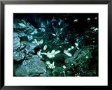Hydrothermal Vent Panorama, 2600M Deep off Mazatlan Framed Art Poster Print by Scripps Inst Oceanography, 31x25