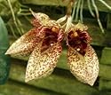 Bulbophyllum frostii (Orchid Plant)