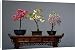 Canvas Prints of PPG-1576 Bonsai - (left to right) Malus, Japanese Peach (Prunus) and Wistaria from Ardea Wildlife Pets