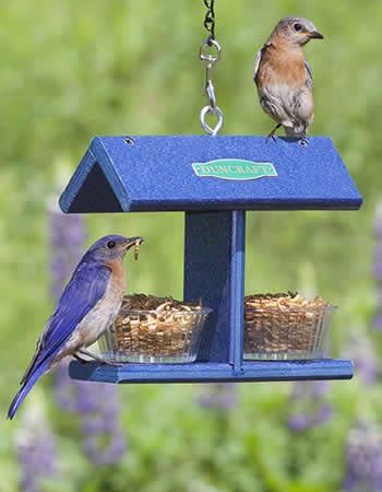Duncraft EZ Bluebird Feeder