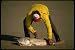 A4 10x8 Gloss Photo Print Fishing 185091 - Surf Fisherman With Big Red Drum