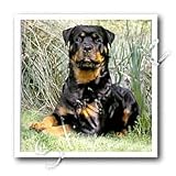 Dogs Rottweiler - Rottweiler - Iron on Heat Transfers