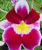 Miltoniopsis Edie Brown orchid, blooming size