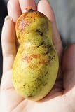 ポポー 苗 NC-1 3年生 接ぎ木 大苗 果樹苗木 果樹苗
