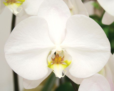 生花 ミディ胡蝶兰白色 3本立て ? 3书柜插花M