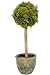 Moss Sphere Topiary