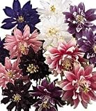 Barlow Mix Columbine 40 Seed-Aquilegia- Shade Perennial