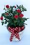 Mini Red Rose Basket - Miniature Rose